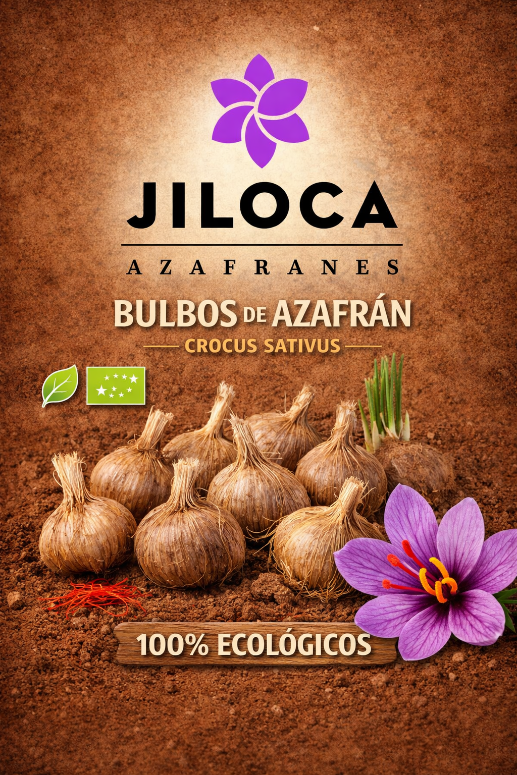 Bulbos para plantar azafran del Jiloca